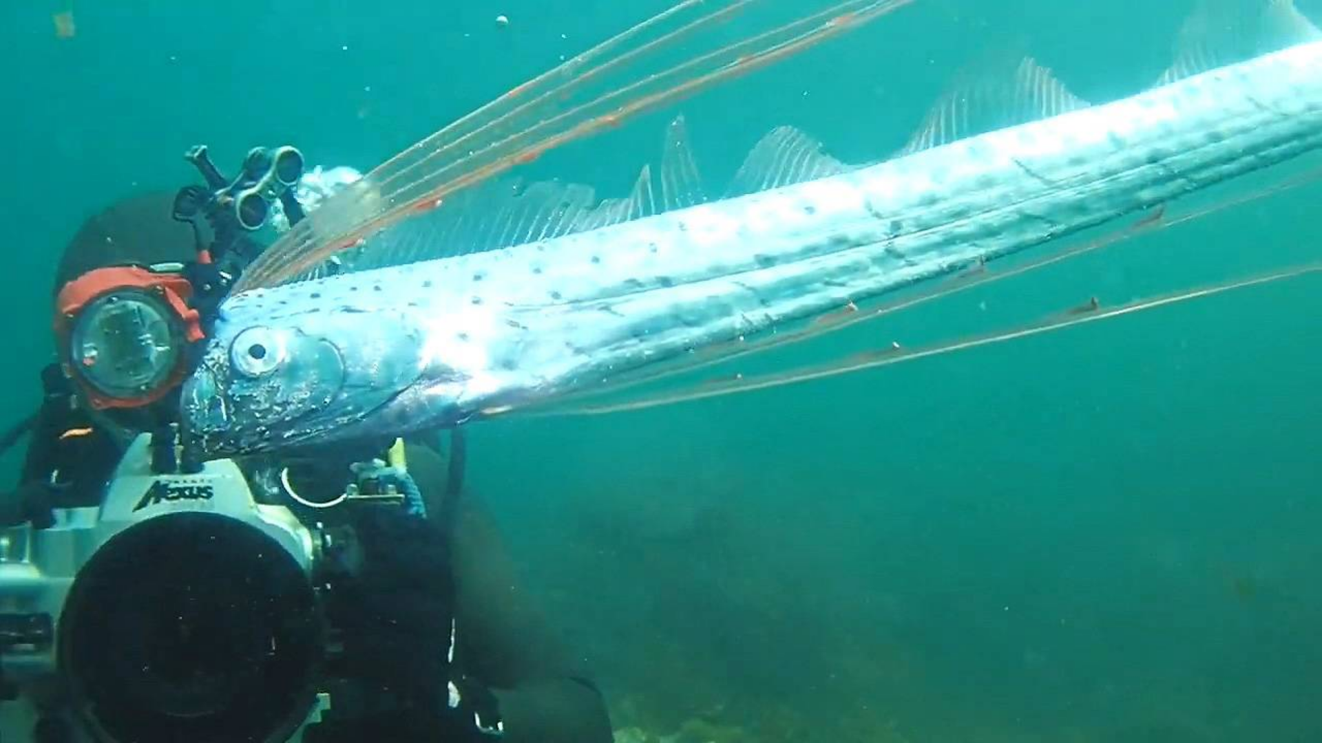 海里长得最像龙的生物,这回亲眼目睹活的皇带鱼了!